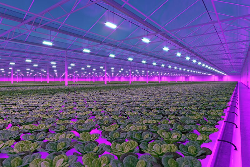 2026 AgroTech Trends: The Impact of Adjustable Spectrum LED Lighting - Aralab FitoClima “Bio”