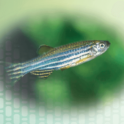 Breeding Zebrafish in a Memmert Peltier Cooled Incubator Breeding Zebrafish in a Memmert Peltier Cooled Incubator