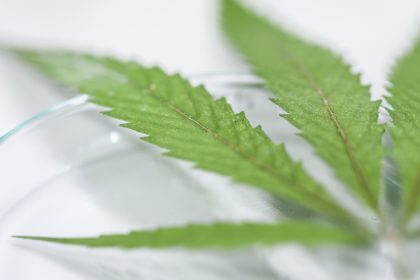 Order a Memmert vacuum oven for high-quality cannabis production Vacuum Ovens for Quality Cannabis Production