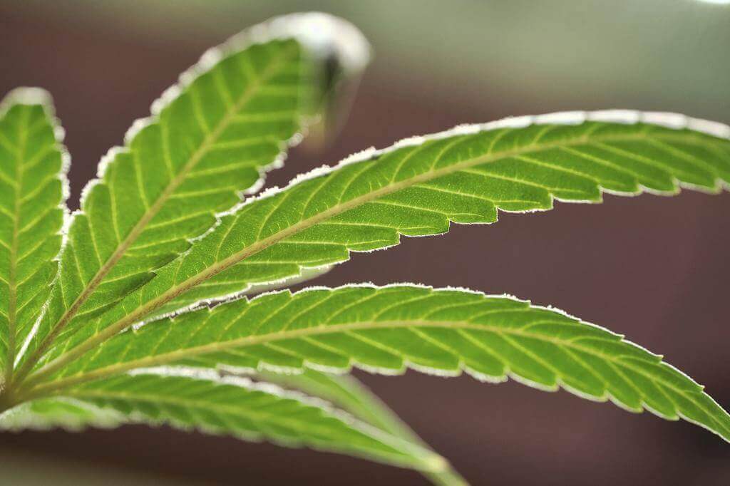 Cannabinoids for medical use Health Benefits of Cannabis and Marijuana