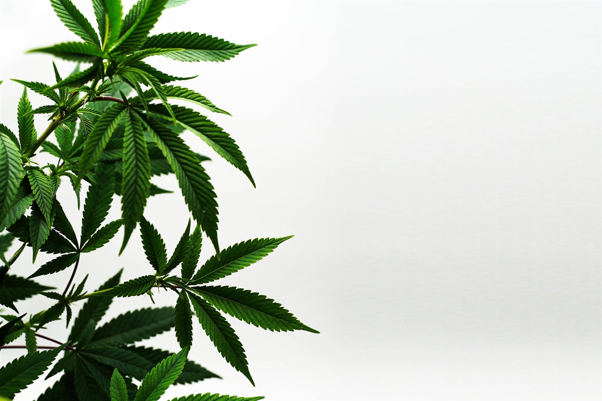 Health Benefits of Cannabis and Marijuana