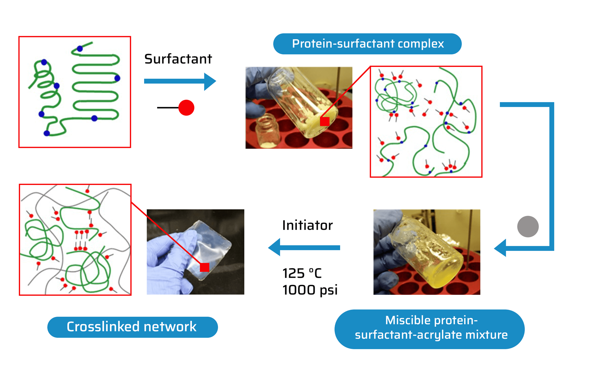 Figure 1. Using surfactants as plasticizers and compatibilizers to reduce hydro plasticity of protein-based materials.