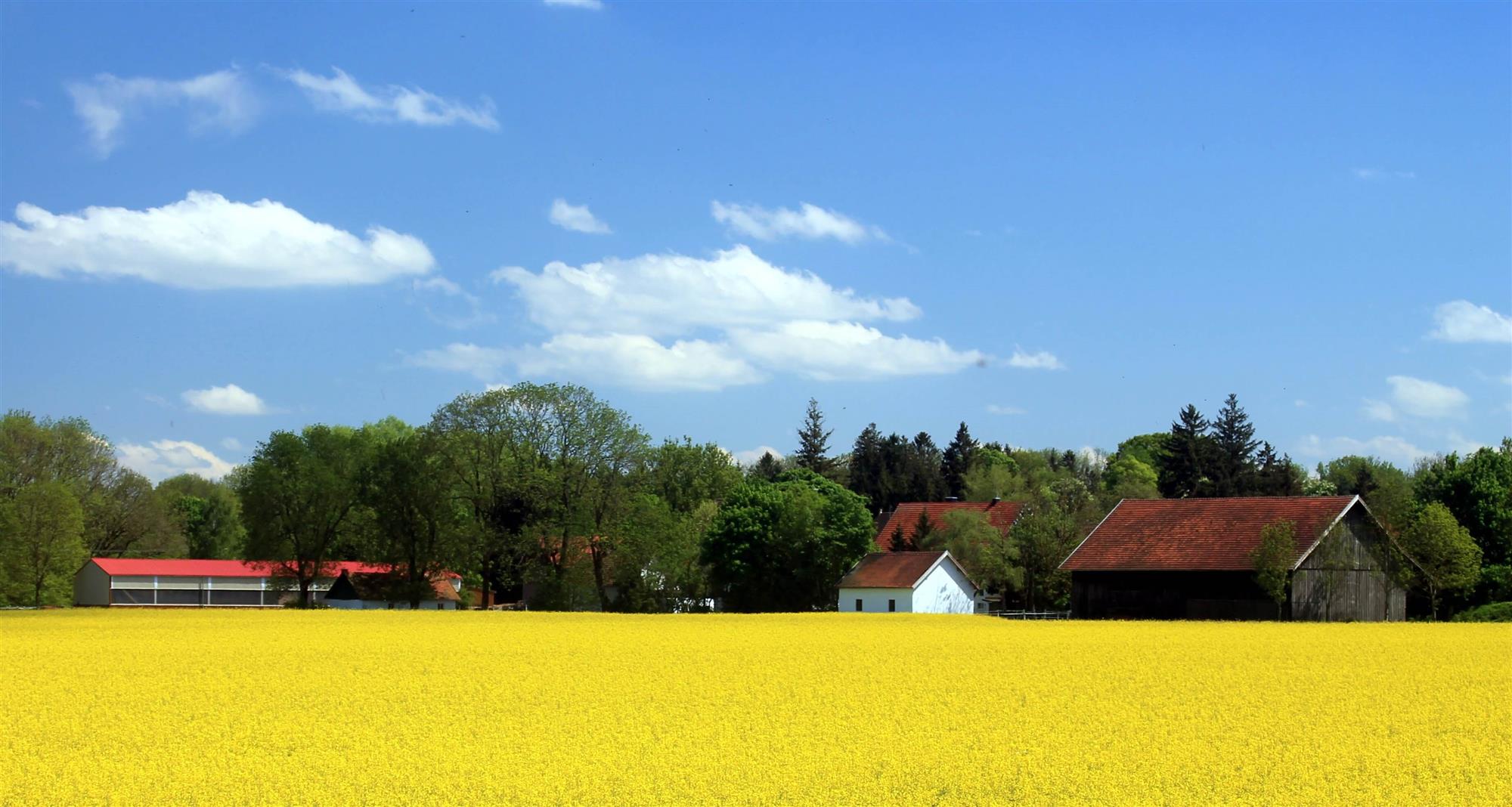 Rapeseed field